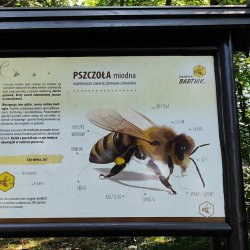 2024-06-29 Sądecki Bartnik - zdjęcie 61