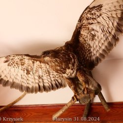 2024-08-31 XII Podkarpacki Zjazd Krótkofalowców   Marysin - zdjęcie 201