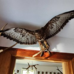 2024-08-31 XII Podkarpacki Zjazd Krótkofalowców   Marysin - zdjęcie 253