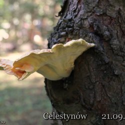 2025-09-21 VIII Mazowiecki Piknik Radiowy -Celestynów - zdjęcie 215