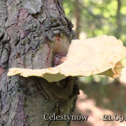 2025-09-21 VIII Mazowiecki Piknik Radiowy -Celestynów - zdjęcie 216