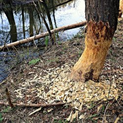 PONIDZIE - zdjęcie 4