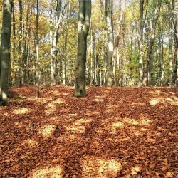 PONIDZIE - zdjęcie 28