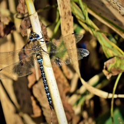 PONIDZIE - zdjęcie 71