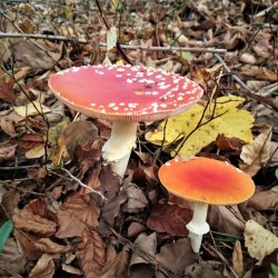 PONIDZIE - zdjęcie 76