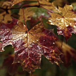 PONIDZIE - zdjęcie 89