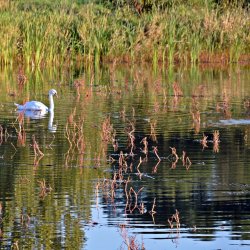 PONIDZIE - zdjęcie 96