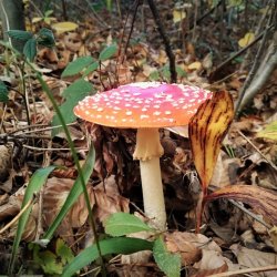 PONIDZIE - zdjęcie 105