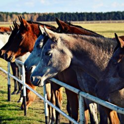 PONIDZIE - zdjęcie 116