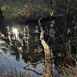 PONIDZIE - zdjęcie 121