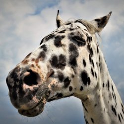 PONIDZIE - zdjęcie 158