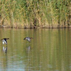 PONIDZIE - zdjęcie 160