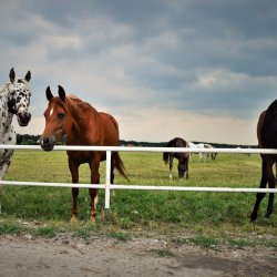 PONIDZIE - zdjęcie 178